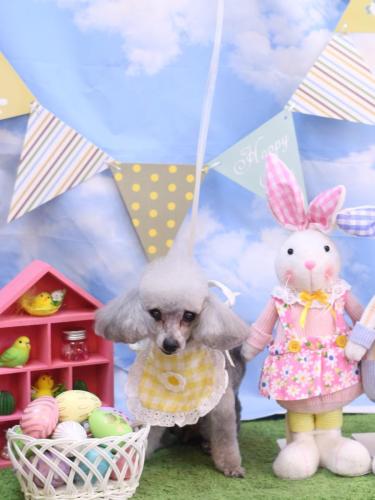 20240320サージュちゃん